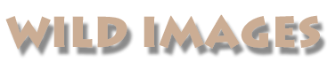 Wild Images Logo